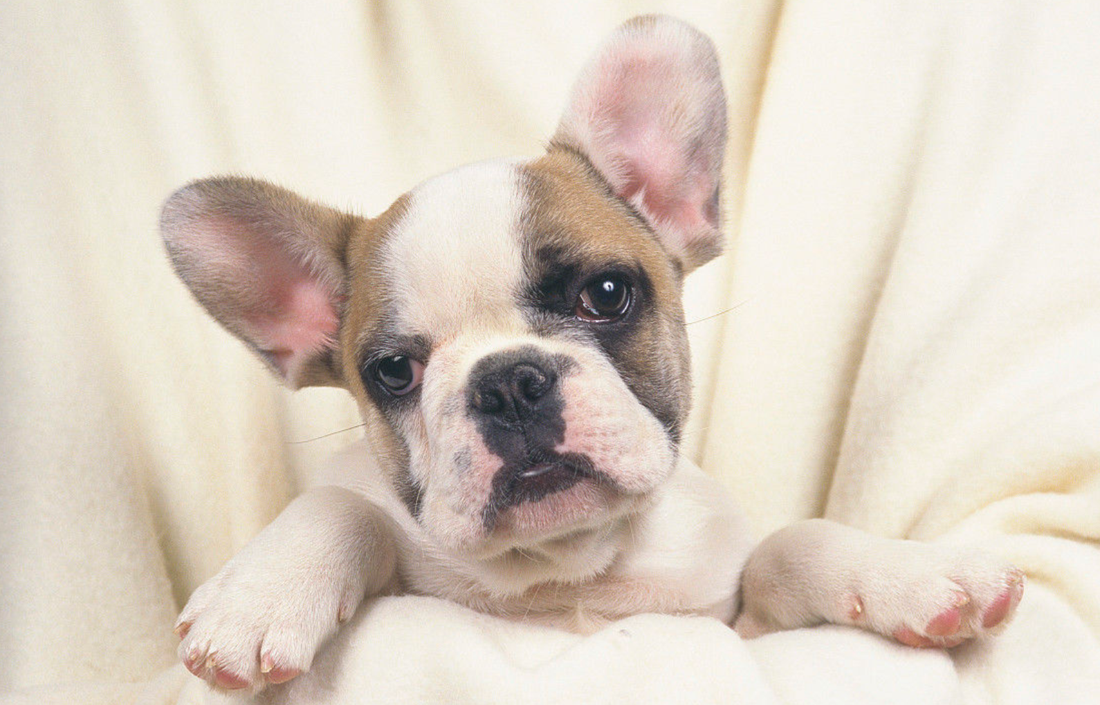 有没有一种狗狗性格温顺,不争不抢呢?网友:有!斗牛犬了解一下