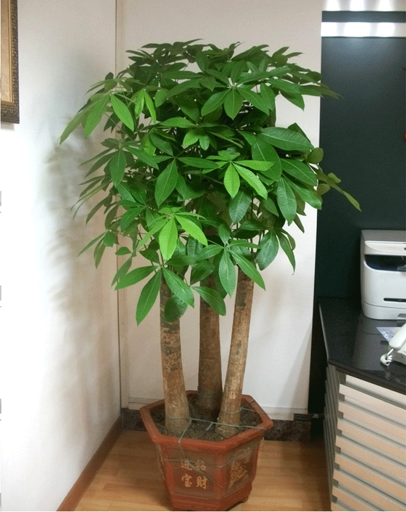发财树不要乱买买这几个数量天天都有好财运