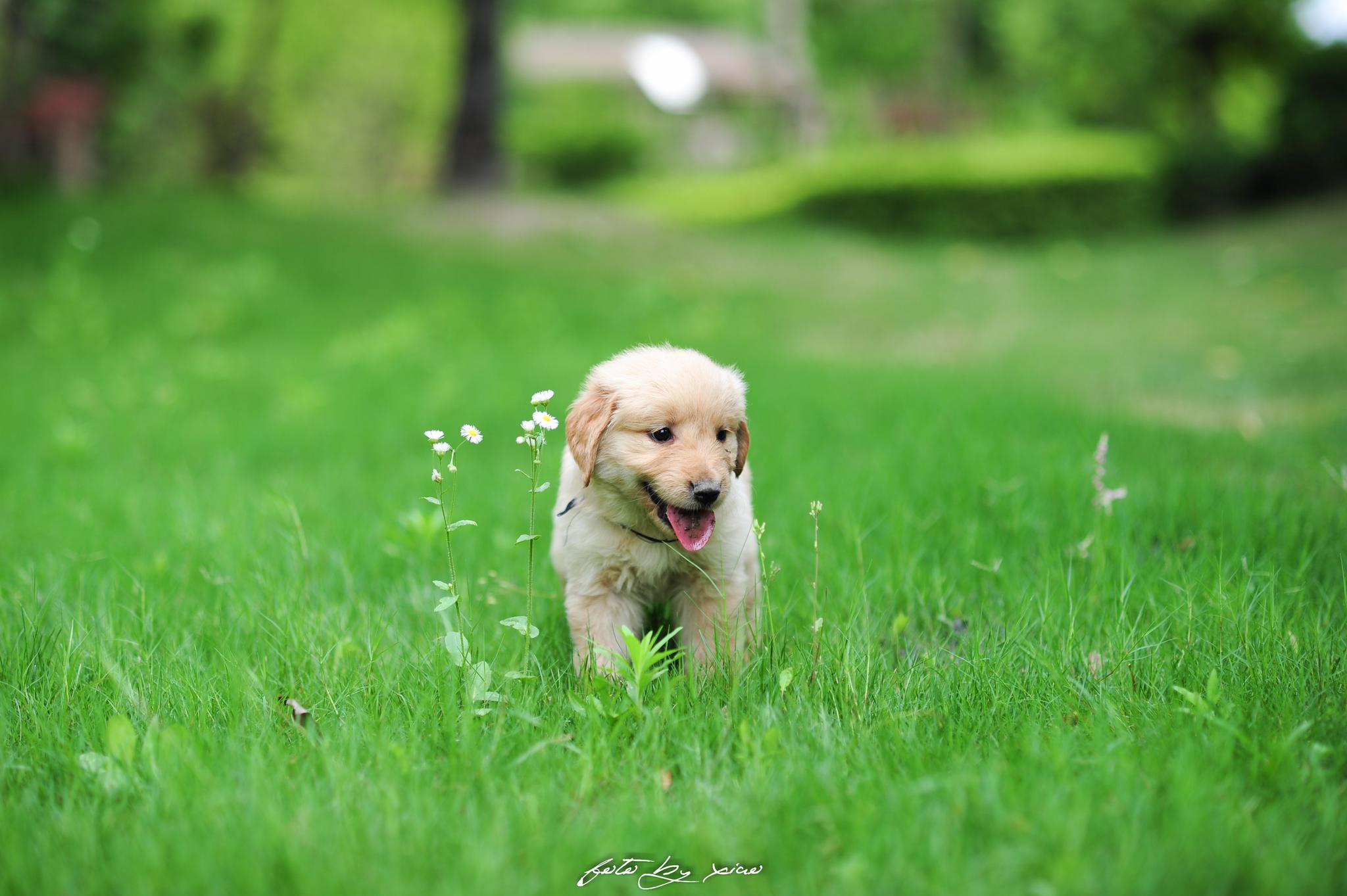 小金毛在沙堆上挖洞,差点被活埋了?笑翻.