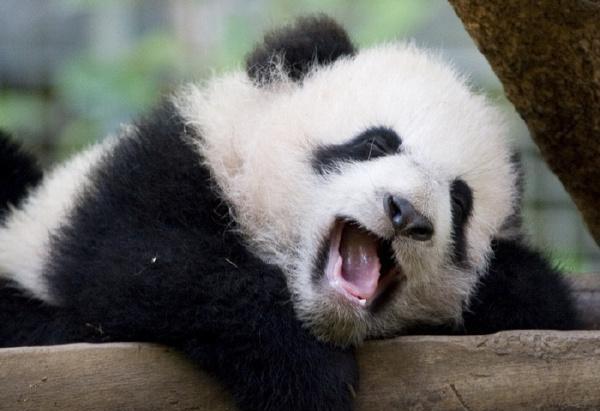 直击动物们打哈欠的萌照它们犯困的样子太可爱了