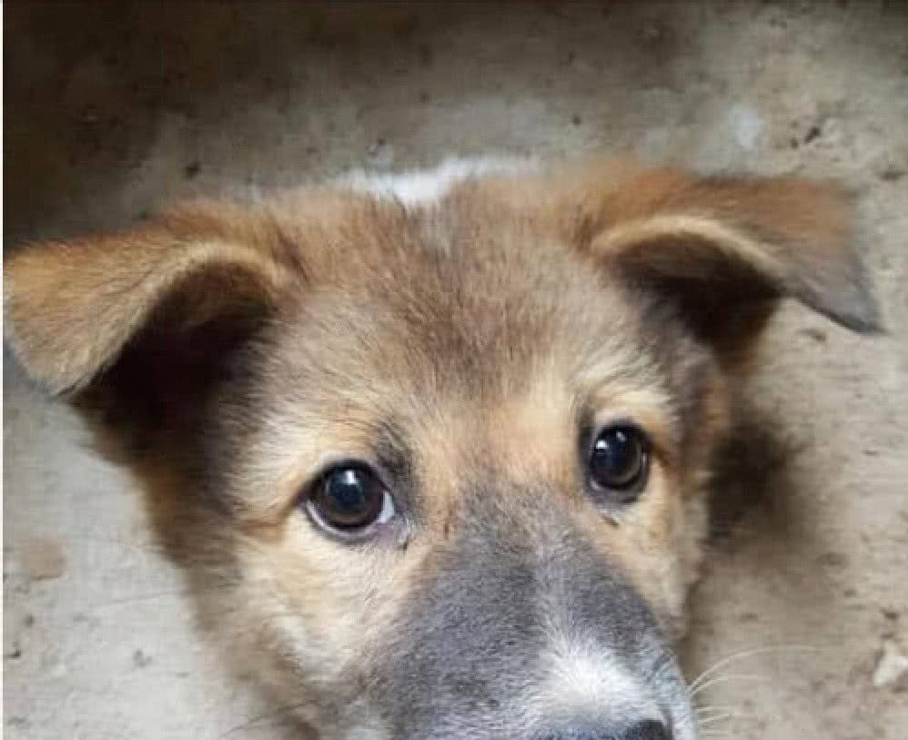 主人外出去办事,回来看见狗狗半截身子,走过一看笑到飙高音