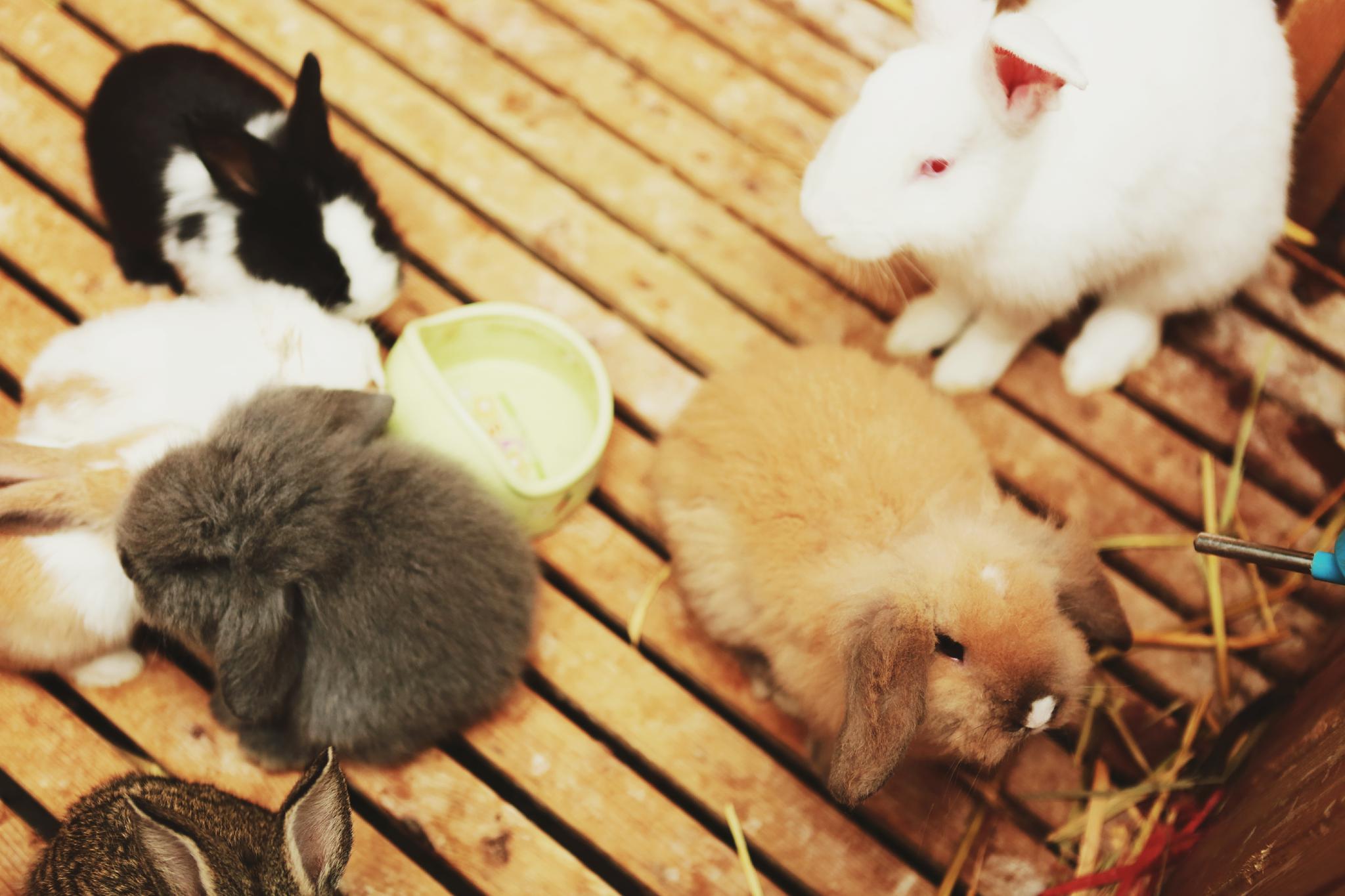 今天的拍摄地,角蛙爸爸农场,简直是多肉的海洋,还有各种小动物