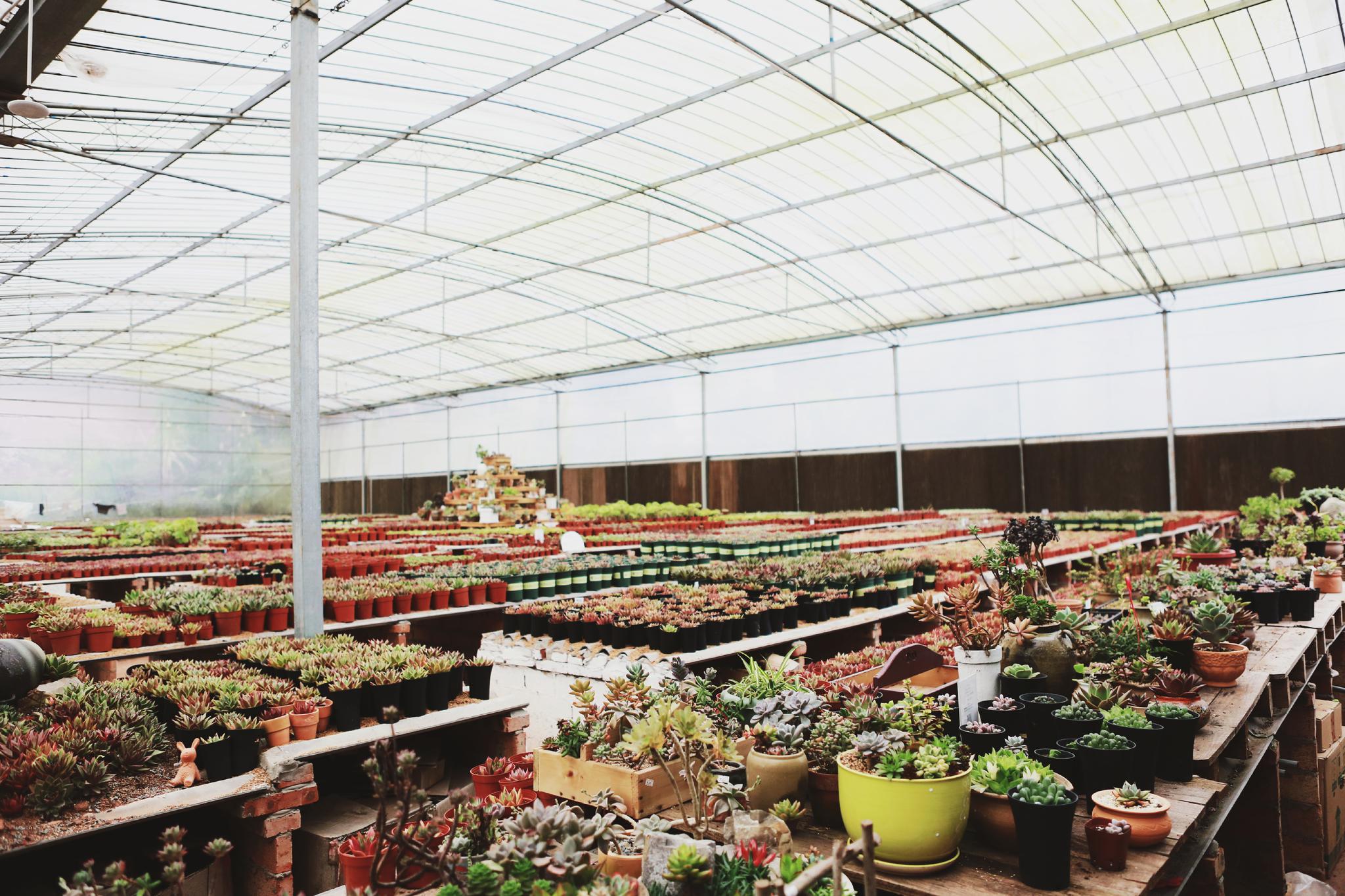 今天的拍摄地,角蛙爸爸农场,简直是多肉的海洋,还有各种小动物