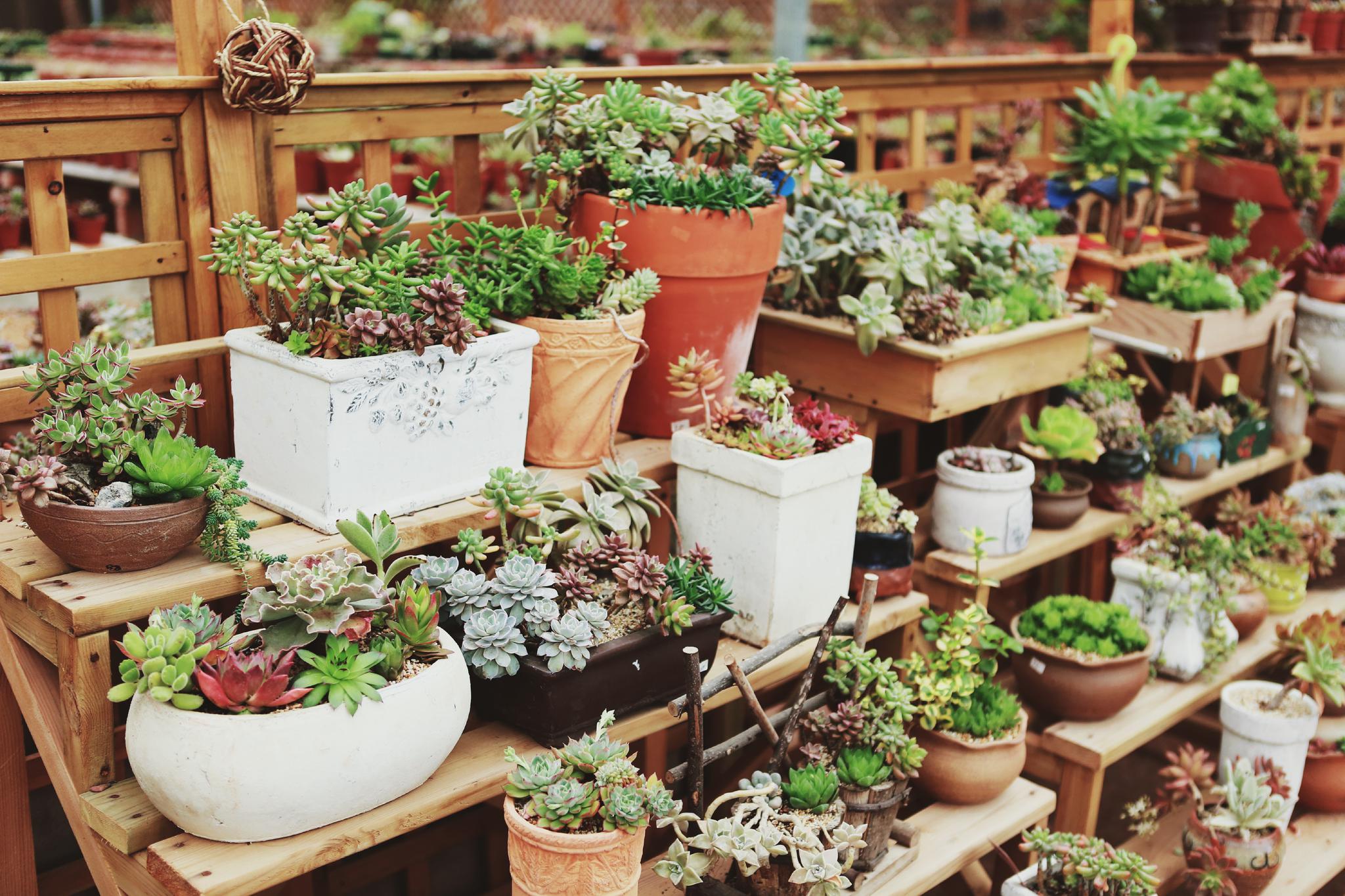 今天的拍摄地,角蛙爸爸农场,简直是多肉的海洋,还有各种小动物