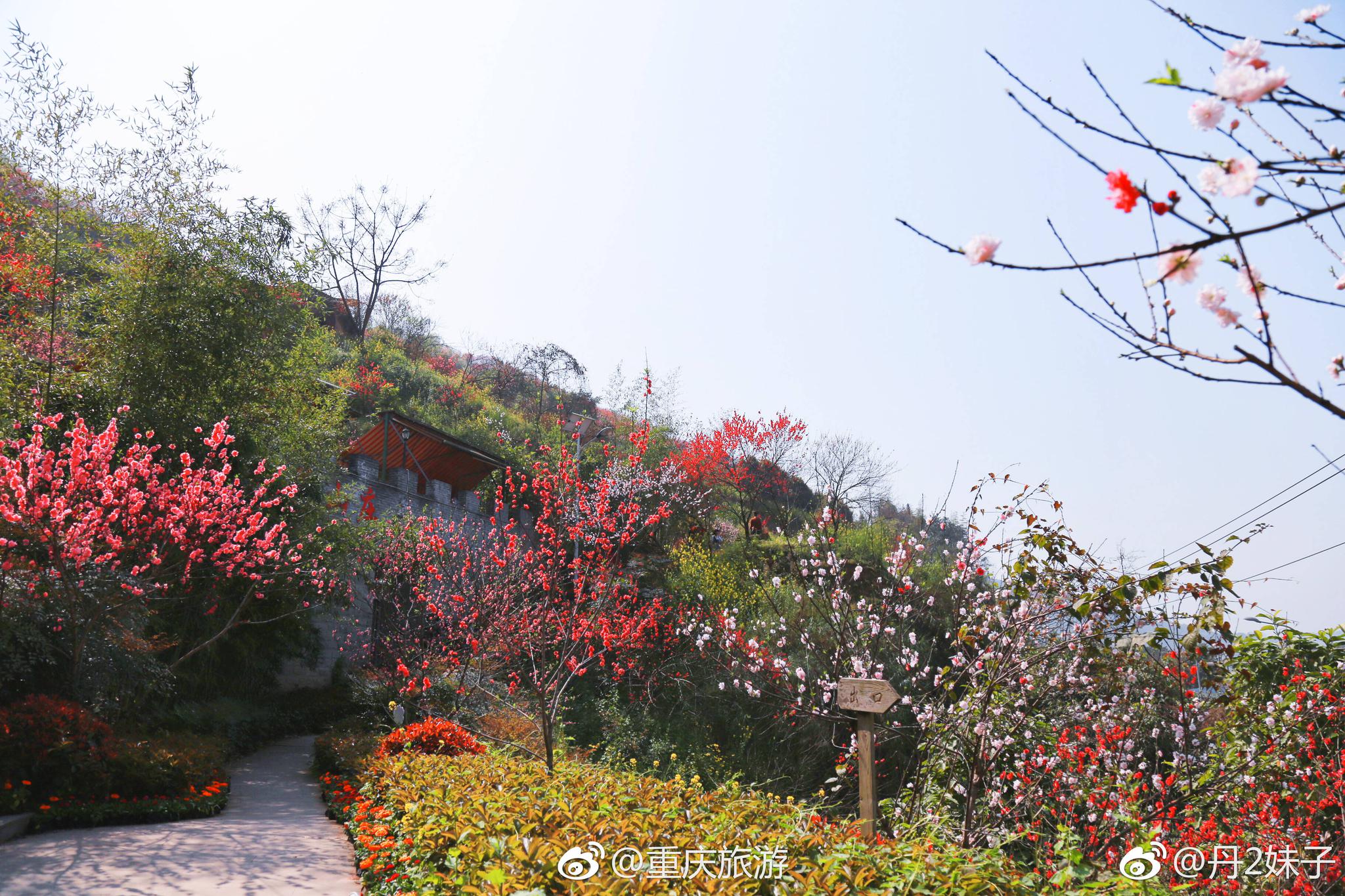 重庆主城也有一大片的桃花林