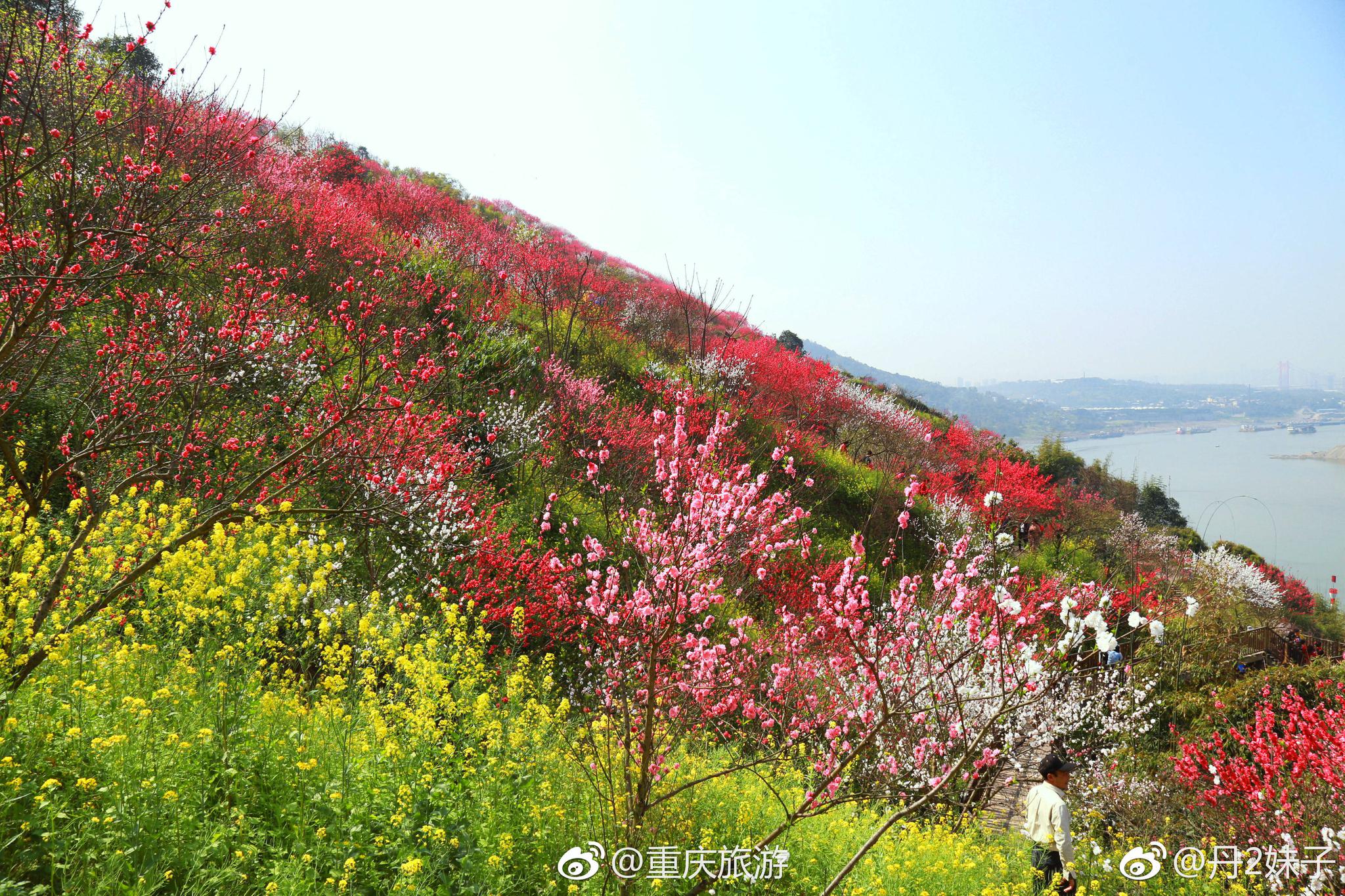 重庆主城也有一大片的桃花林