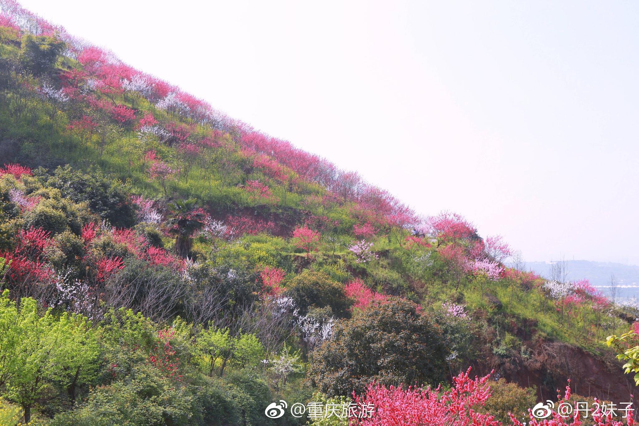重庆主城也有一大片的桃花林,南岸区铜锣峡的南山桃花园千亩桃花盛开!