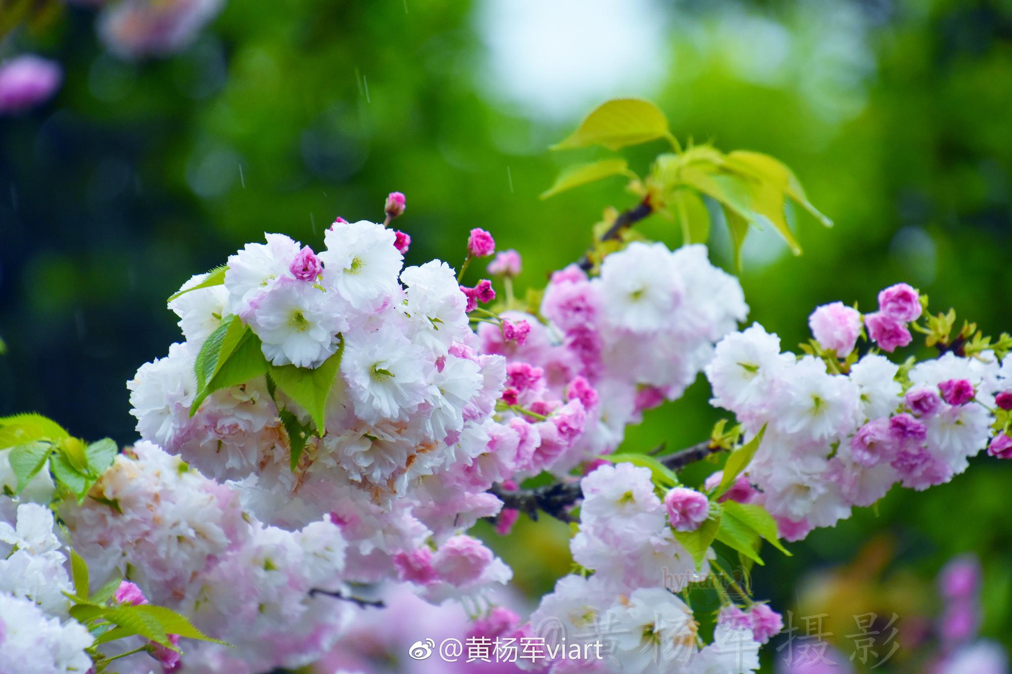 三月多雨的时月,樱花依旧绽放着它最美的姿态,3.
