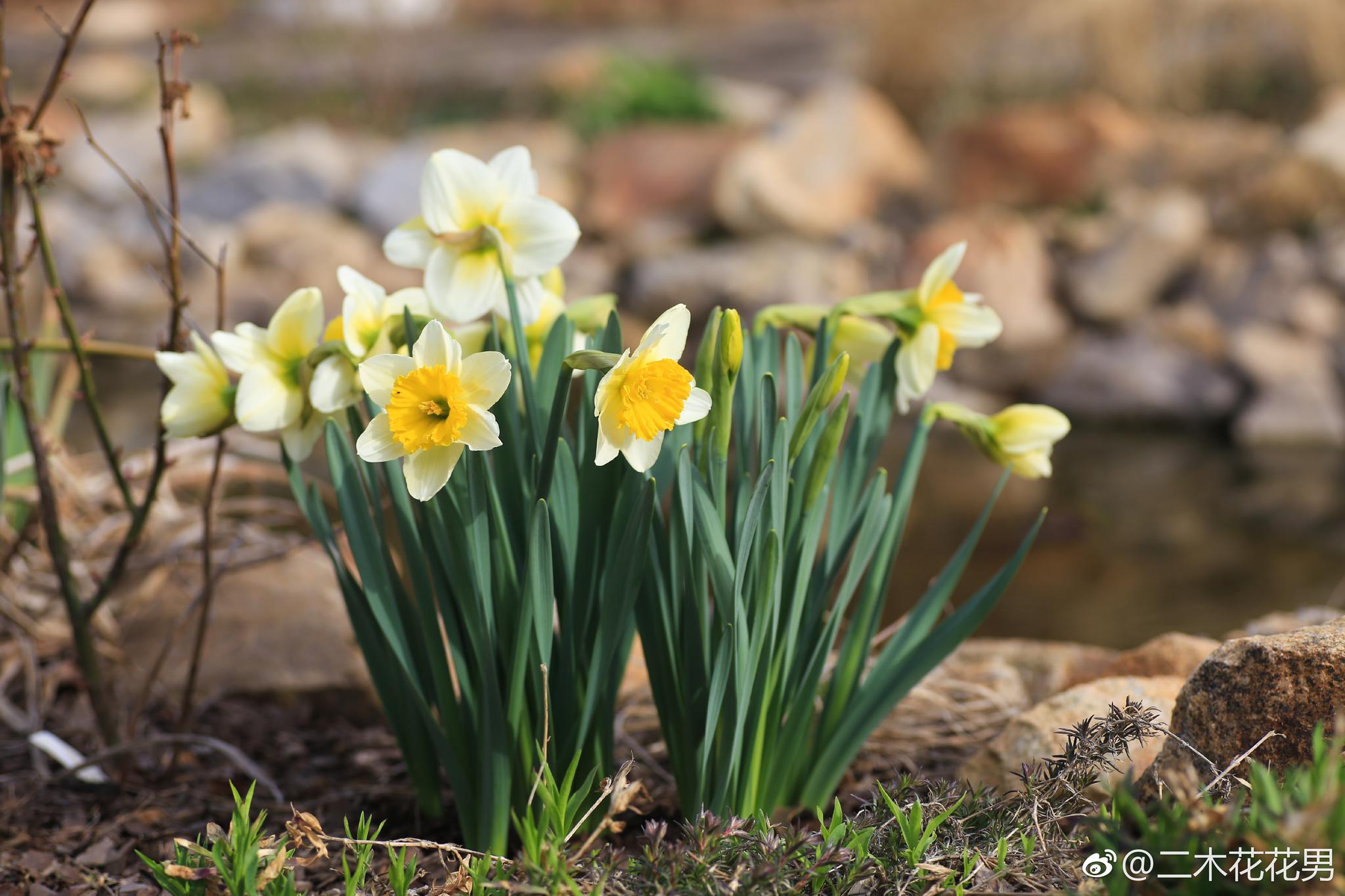 不然我每天只能举着喷水头度过了 早春开花最早的是洋水仙和二月兰