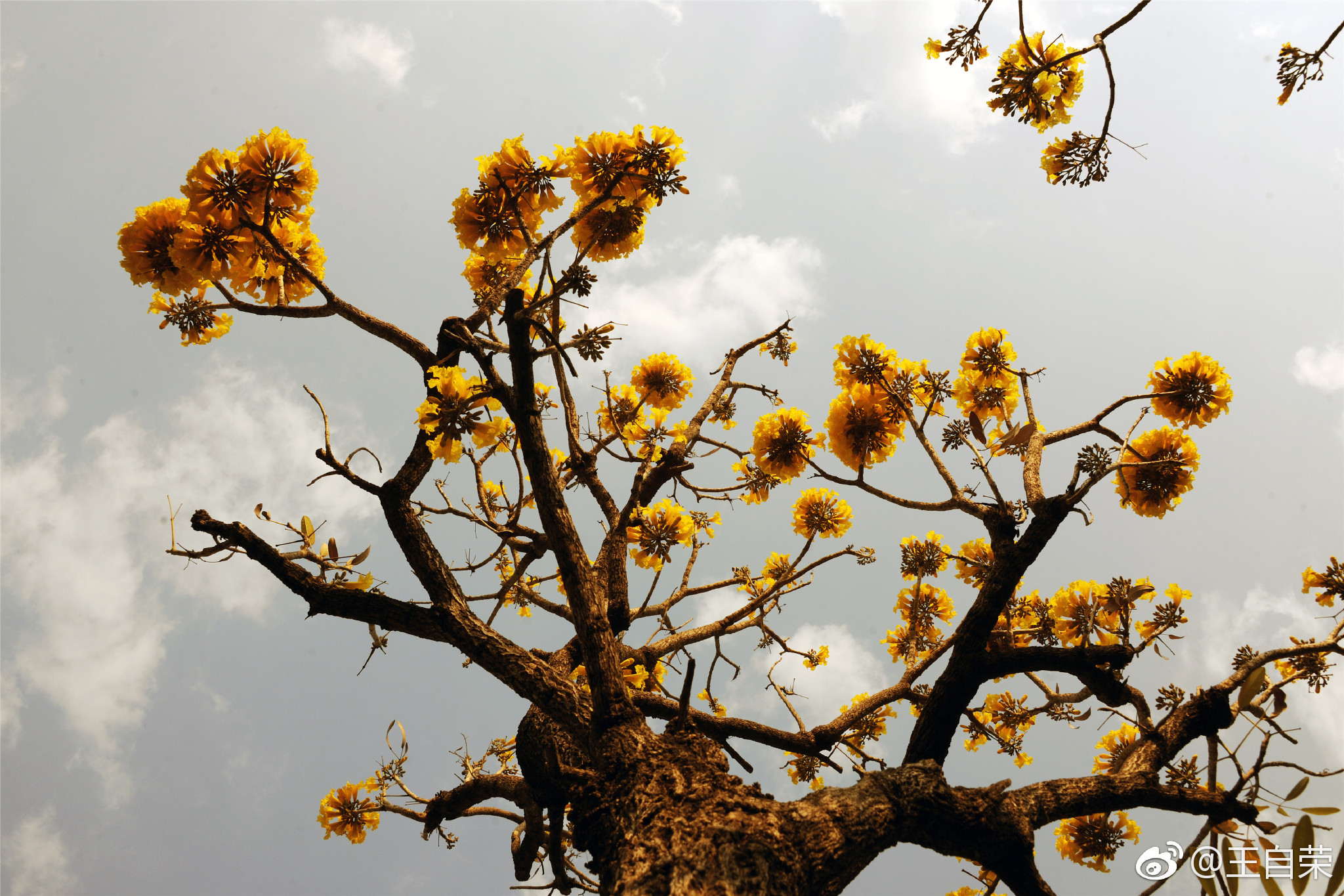 黄钟木别名黄花风铃木为巴西国花原产南美洲等地