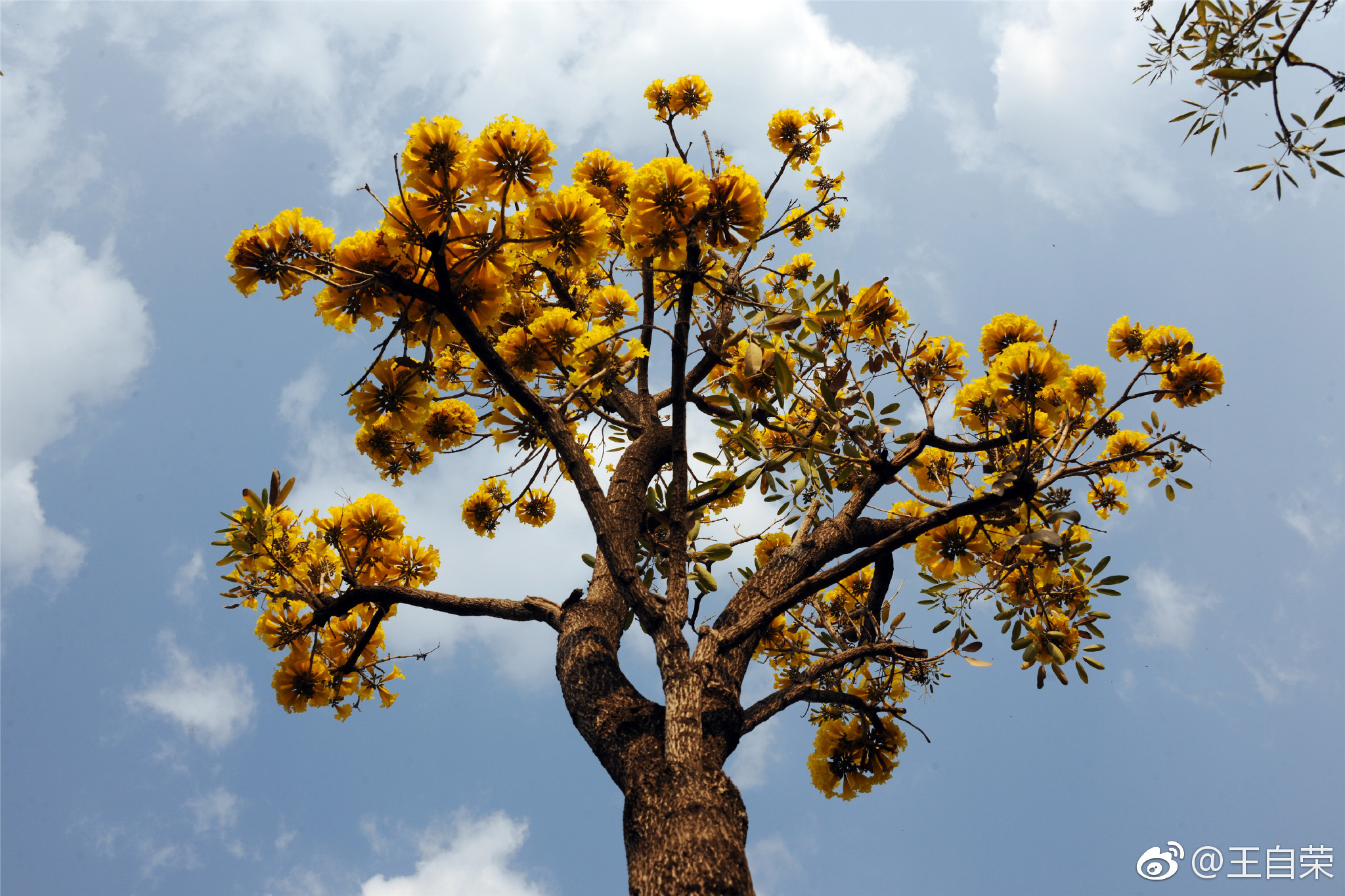 黄钟木别名黄花风铃木为巴西国花原产南美洲等地