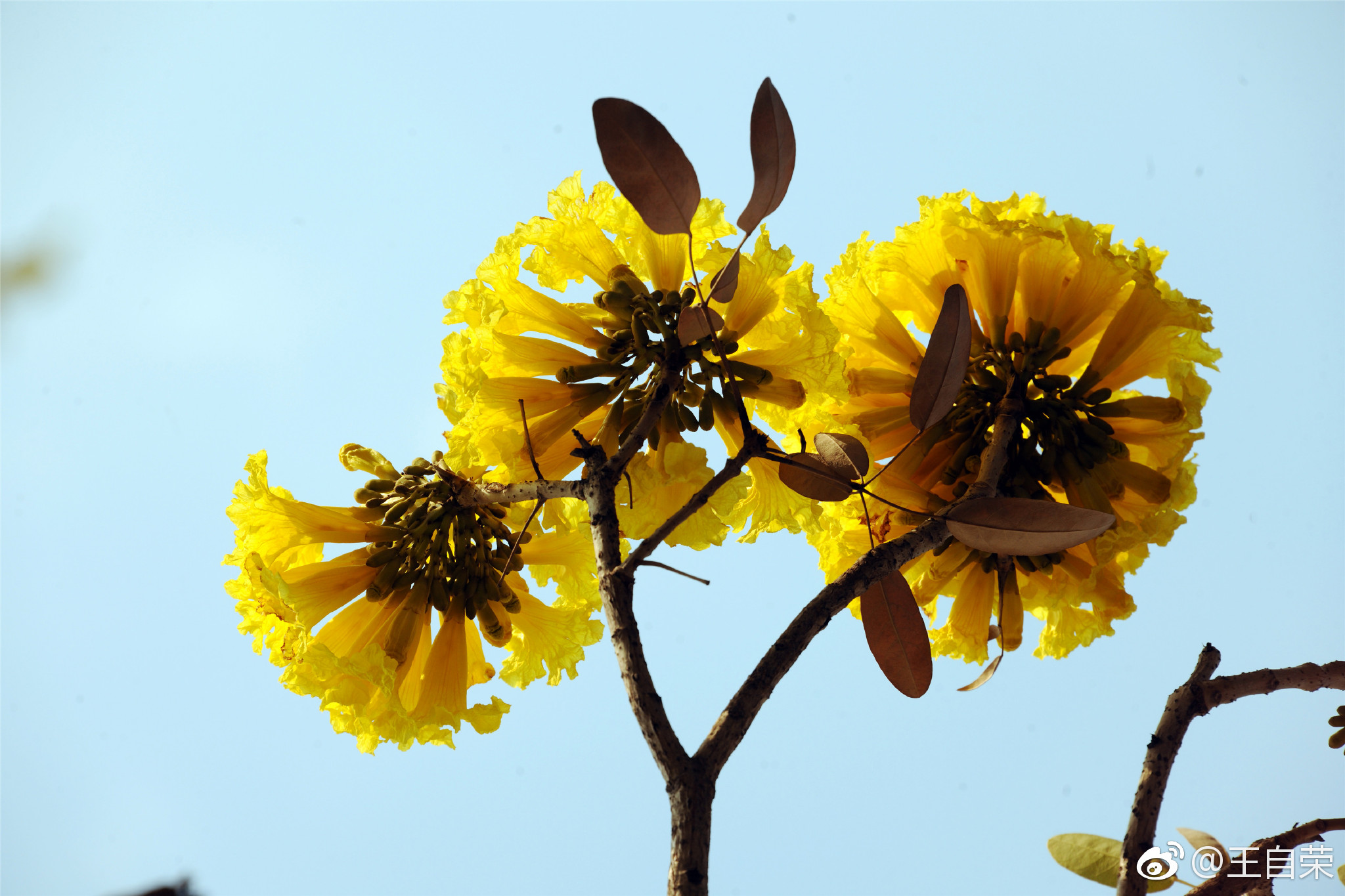 黄钟木别名黄花风铃木为巴西国花原产南美洲等地