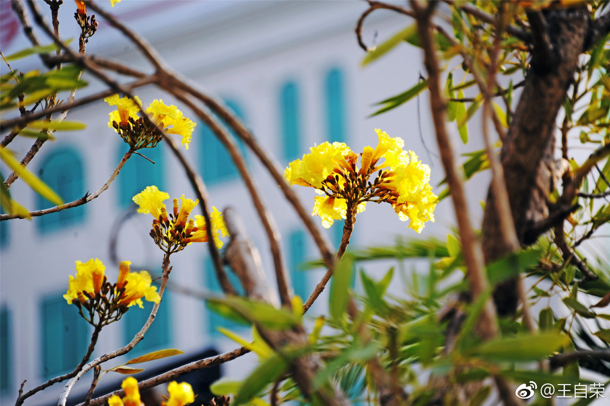黄钟木,别名黄花风铃木,为巴西国花,原产南美洲等地