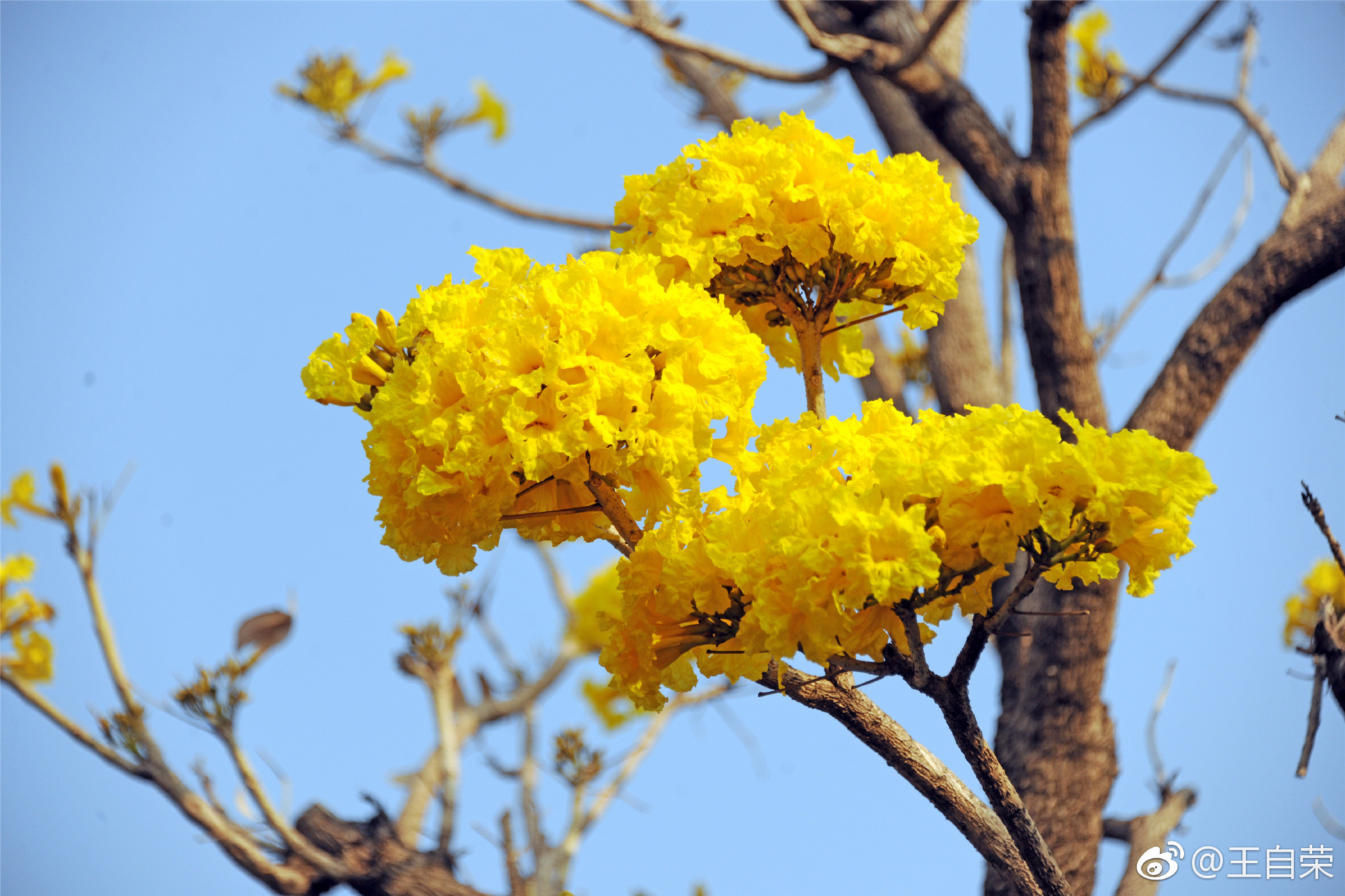 黄钟木别名黄花风铃木为巴西国花原产南美洲等地