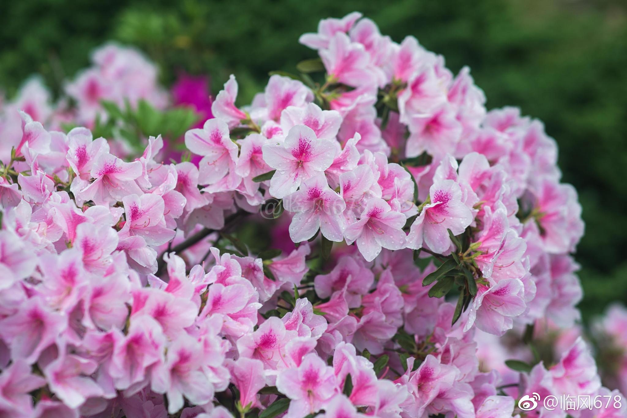 各种花开的季节和月份(各种花开的季节和月份 花如)