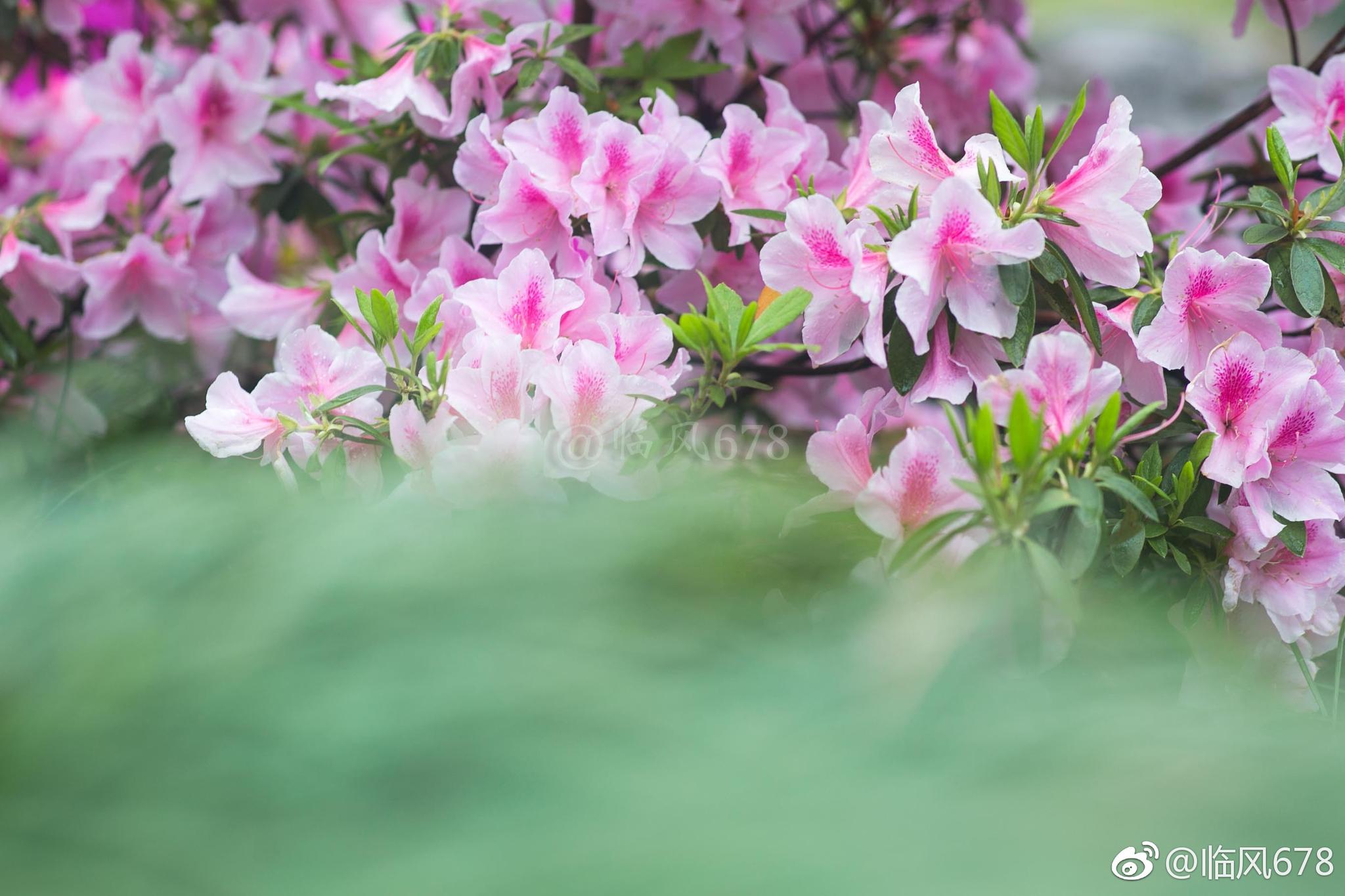 春天花开的季节,杜鹃花儿开.