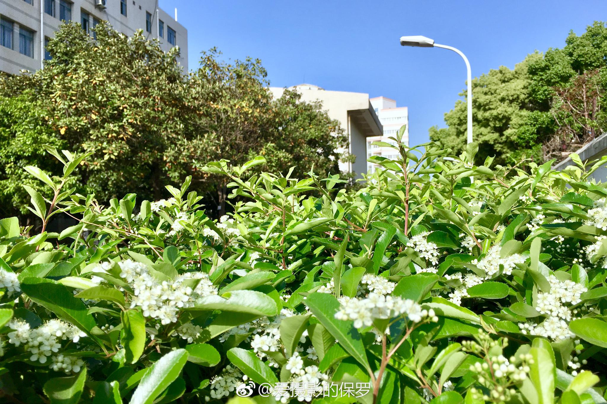 拉丁学名：Pyracantha fortuneana (Maxim