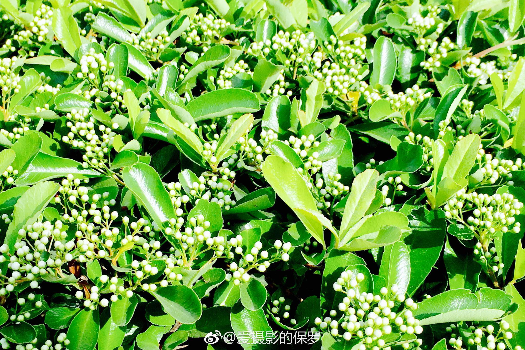 拉丁学名：Pyracantha fortuneana (Maxim|绿篱|拉丁|吉祥果|果实|学名_新浪新闻