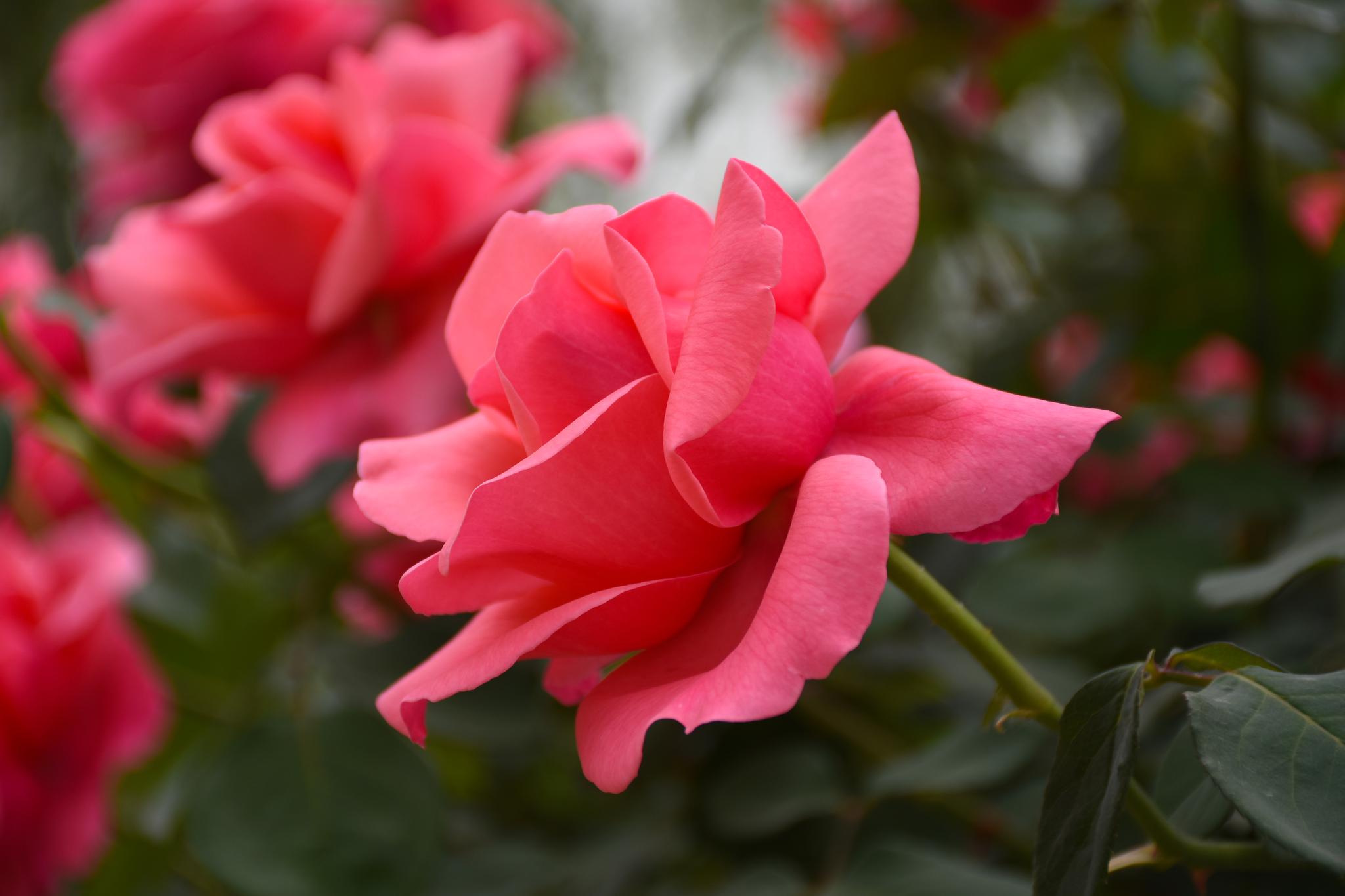 趁着阳光正好,微风不噪|石家庄植物园|微风|荼蘼_新浪新闻