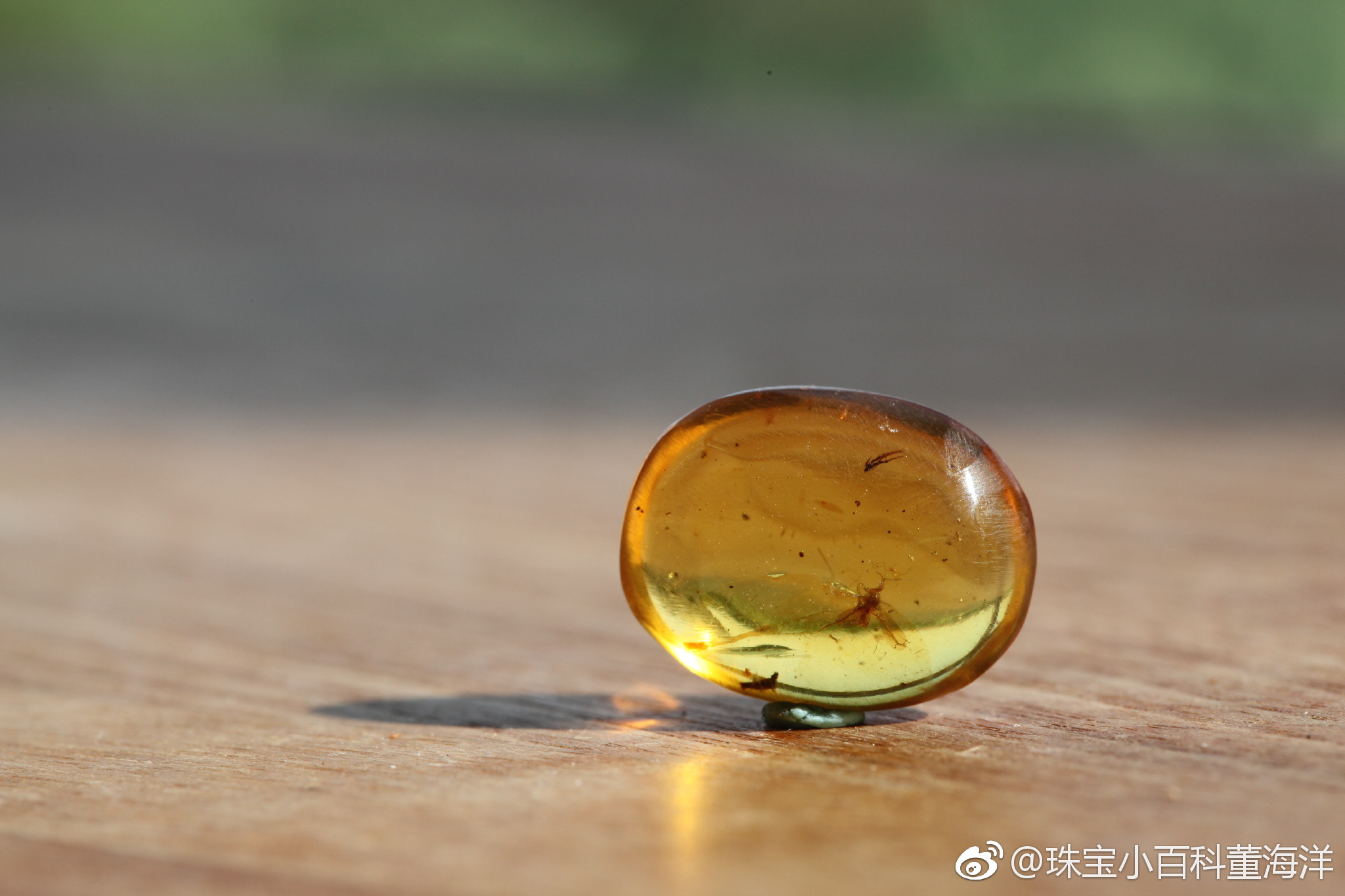 虫珀里的微观世界这只奇蝽被封存的姿态也太优美了这是在跳舞么