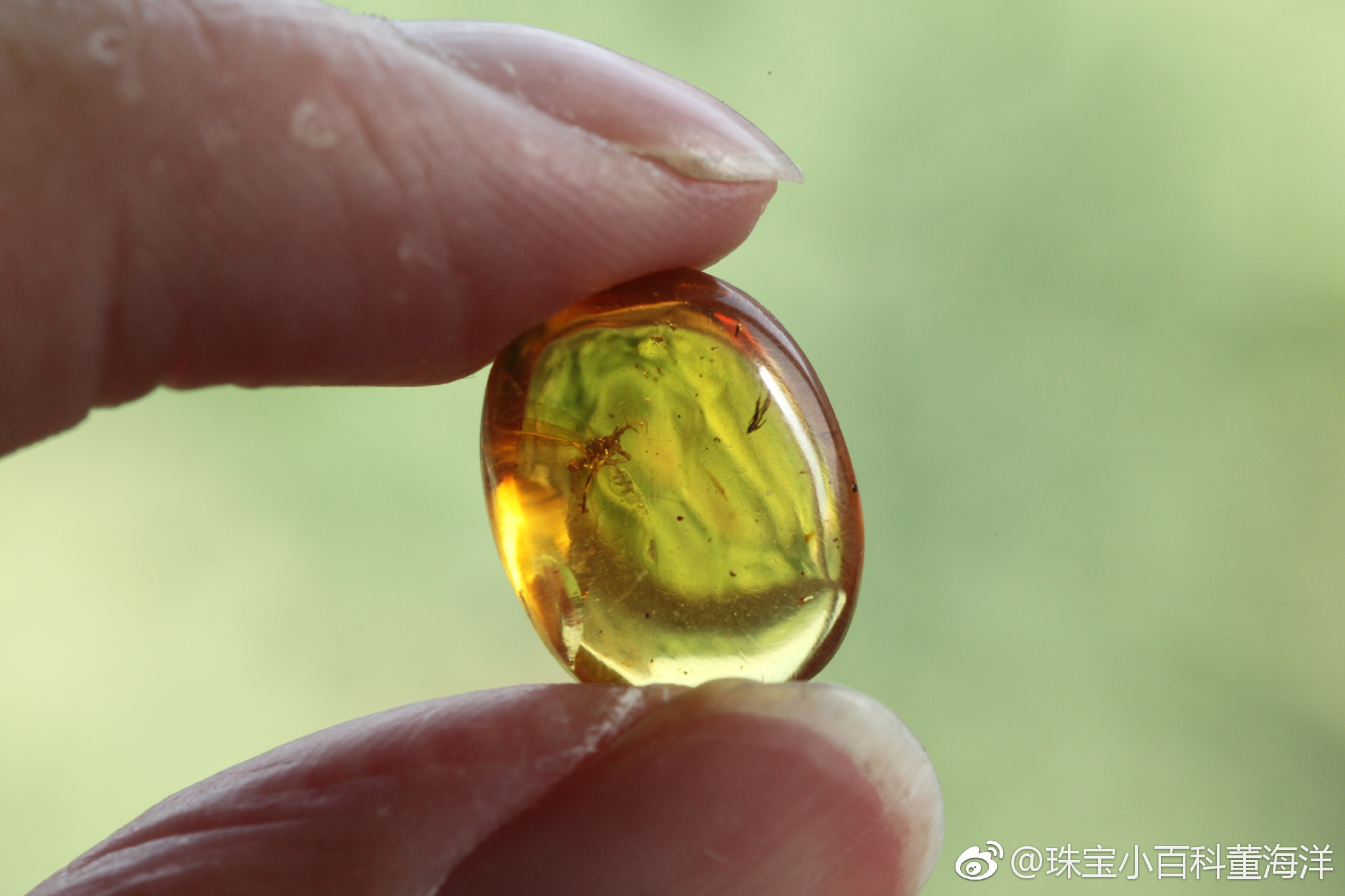 虫珀里的微观世界这只奇蝽被封存的姿态也太优美了这是在跳舞么