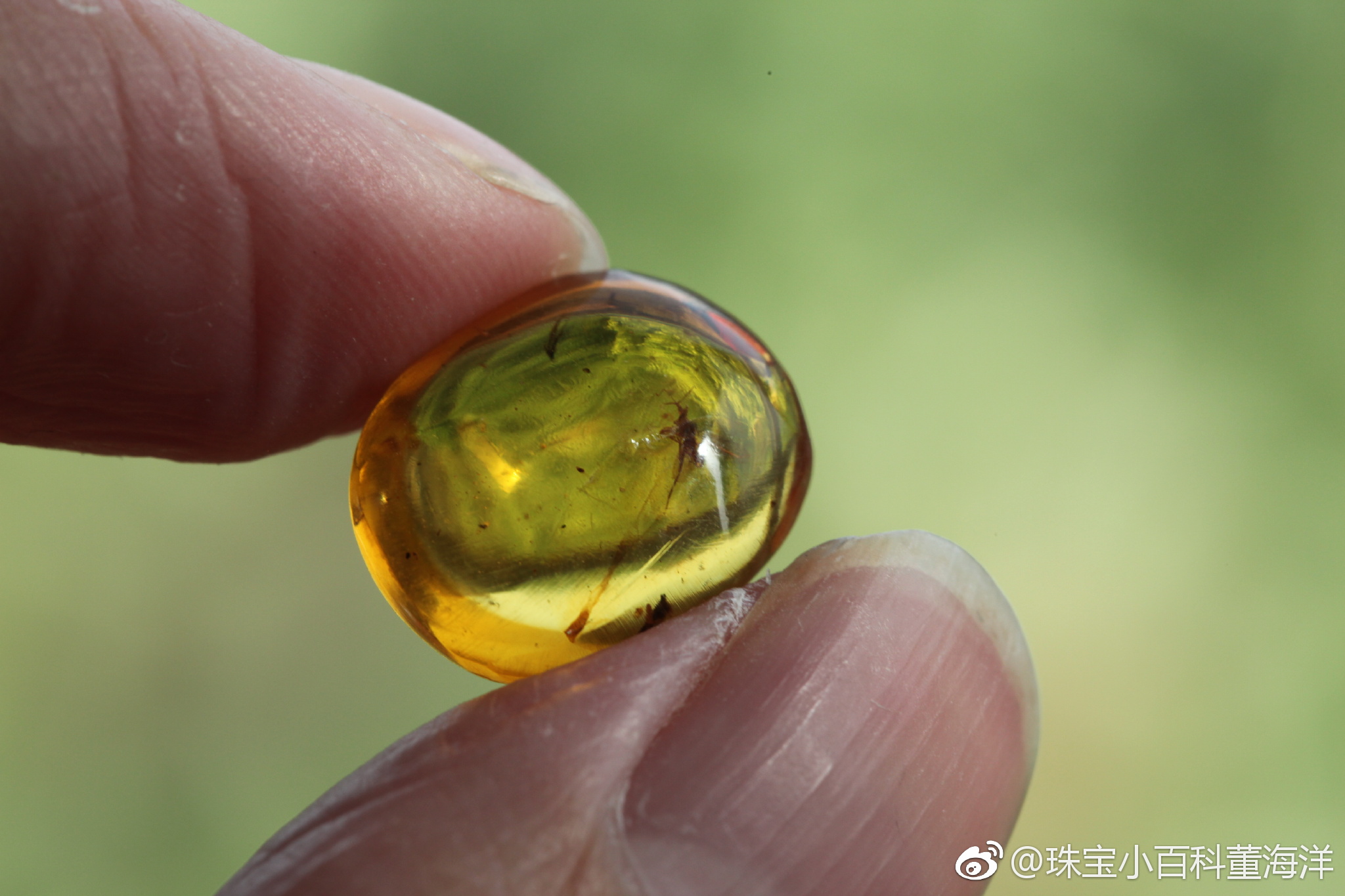 虫珀里的微观世界这只奇蝽被封存的姿态也太优美了这是在跳舞么