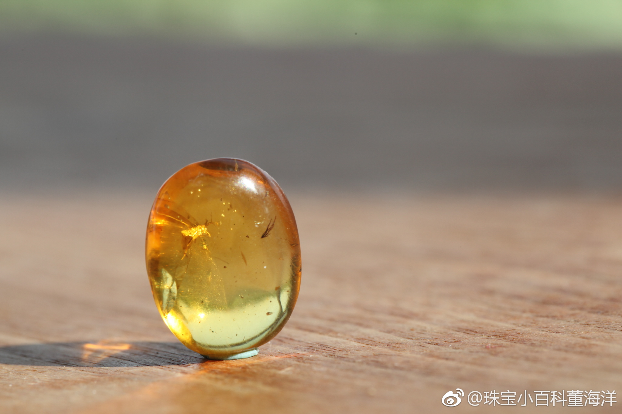 虫珀里的微观世界这只奇蝽被封存的姿态也太优美了这是在跳舞么