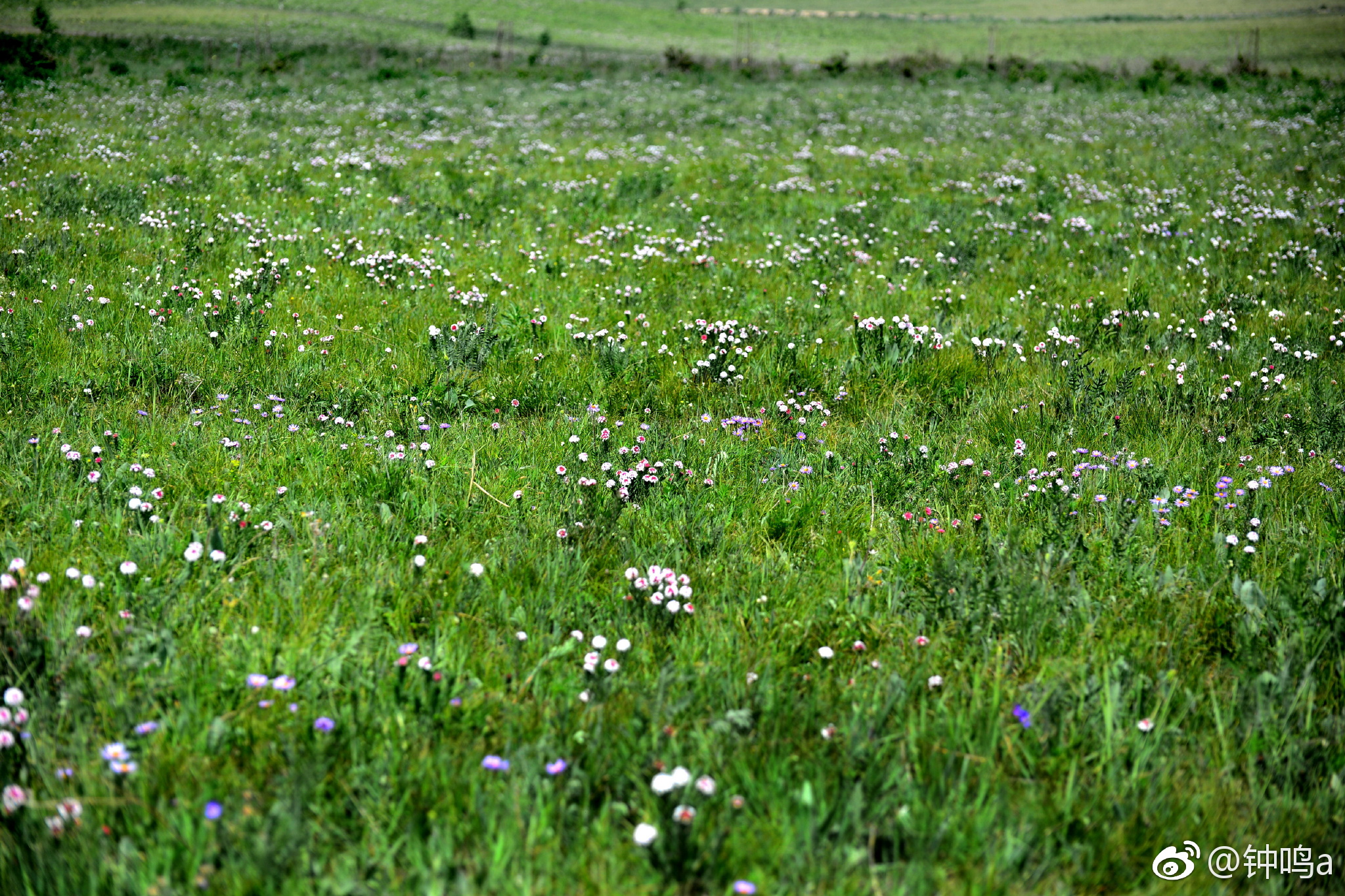 狼毒花是内蒙古草原上常见的一种多年生草本植物特别漂亮