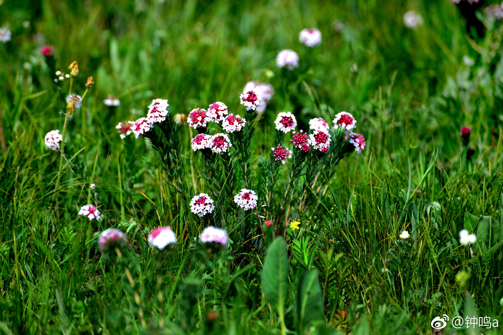 狼毒花是内蒙古草原上常见的一种多年生草本植物特别漂亮