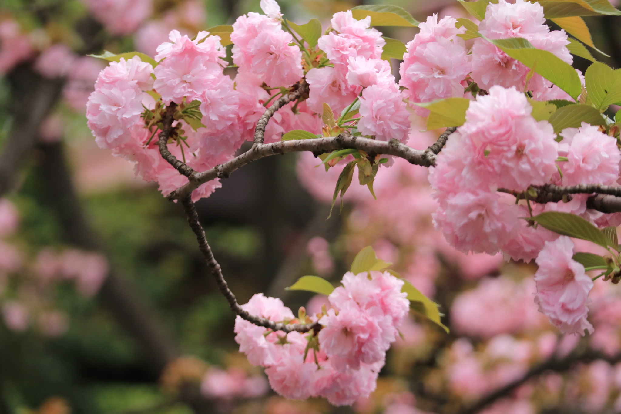 七号公园的樱花