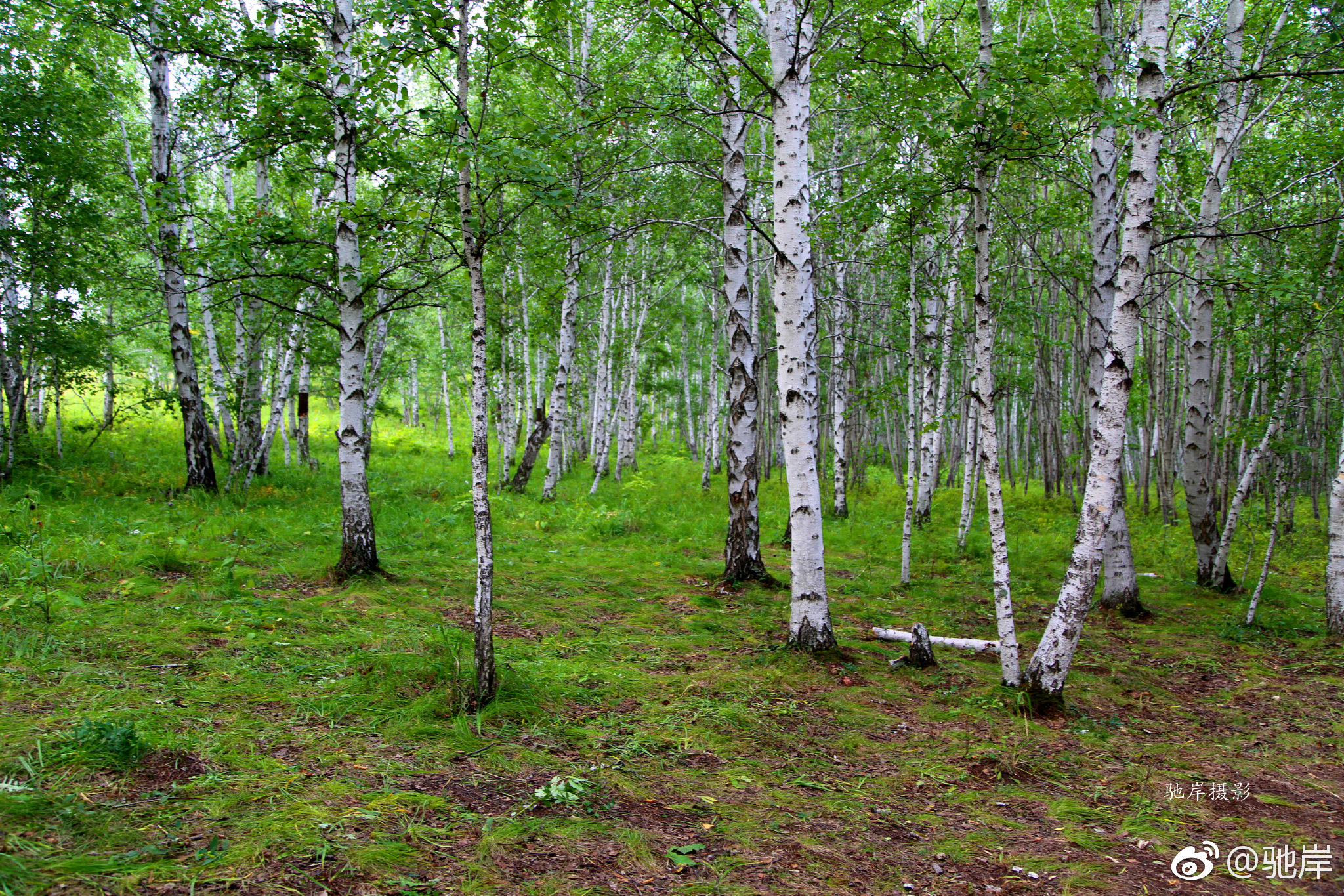 秋天的白桦树林风景图片 - 免费可商用图片 - CC0素材网