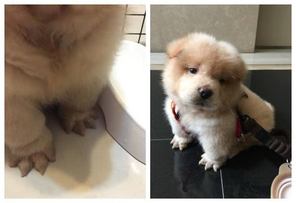 宠物犬脚毛过长不剃危害居然这么大狗狗的脚毛过长有什么危害