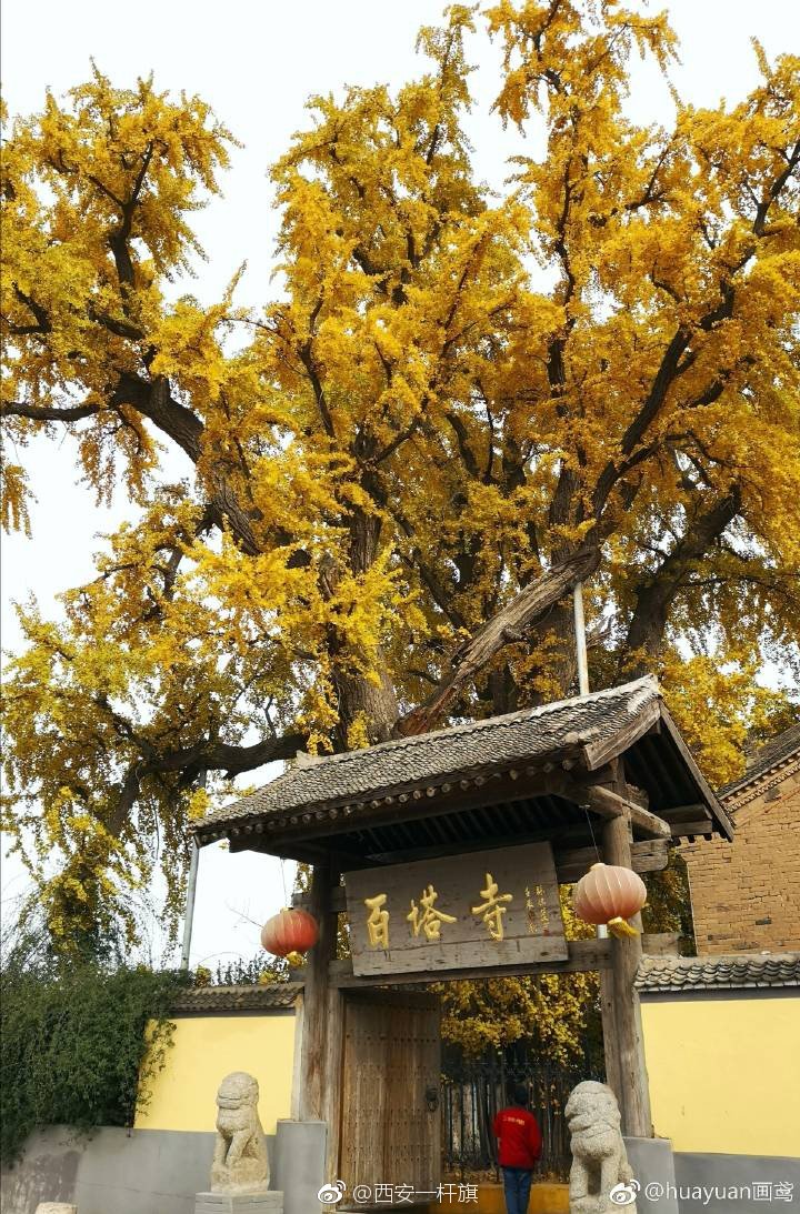西安百塔寺1700年银杏树堪称见证三阶教兴衰的活化石