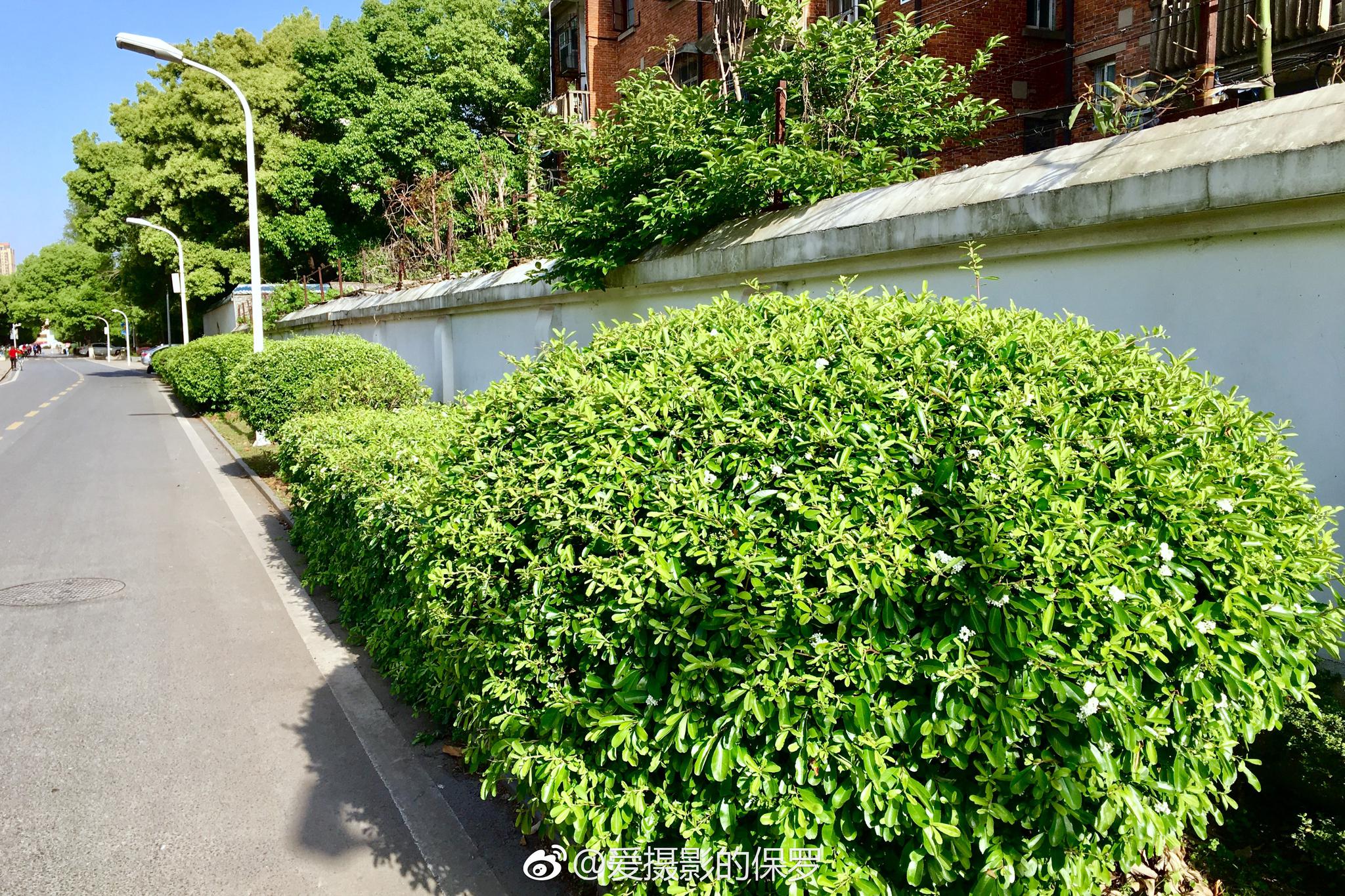 拉丁学名：Pyracantha fortuneana (Maxim|绿篱|拉丁|吉祥果|果实|学名_新浪新闻