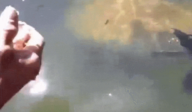 鱼儿也不争不抢,挺有秩序的等着男子把食物放入它们早就张开的大嘴中