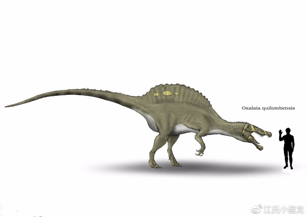 巴西是南美洲著名的古生物化石产地,以中生代的恐龙和翼龙最具代表性