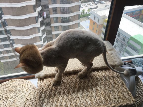 给猫咪剪了一个造型,它眼里每天都是的满满的杀气