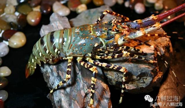 的生长速度比同属的波纹龙虾(panulirus homarus),黄斑龙虾(panulirus