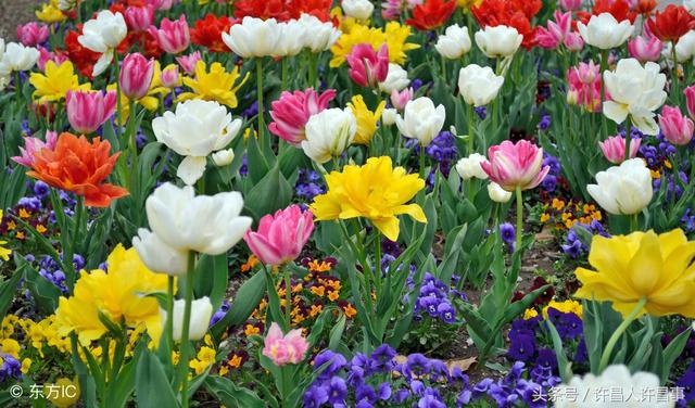 百花仙子齐聚鄢陵五彩大地以春天之名赴百花盛宴