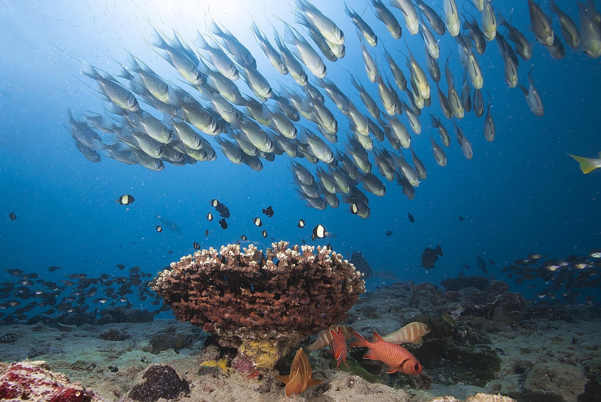 今日份的蓝色鸦片新鲜出炉治疗我铁粉们的深海恐惧症