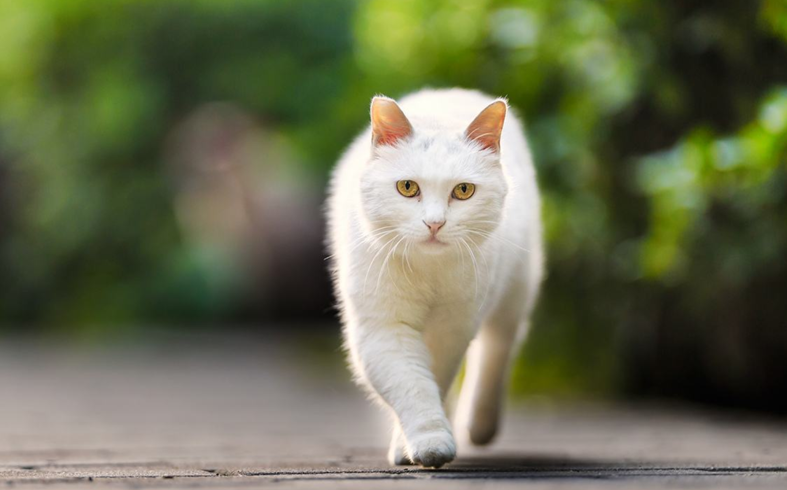 猫为什么走路只有两个脚印喵星人因为这样走路优雅高贵