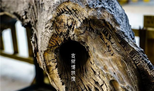 东莞旅游推荐之观音山古树博物馆