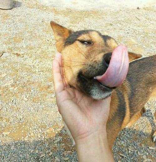 搞笑动物图片: 你看不懂的动物, 狗狗另类表情图片|狗狗|野狗|喵喵