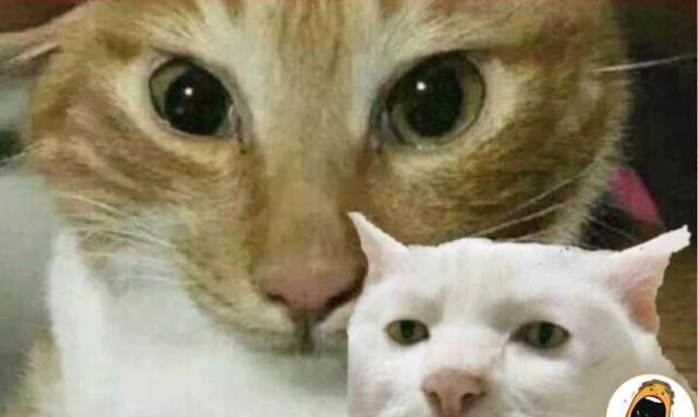 smlz这位选手的性格一直都是比较冷酷的,doinb刚和他