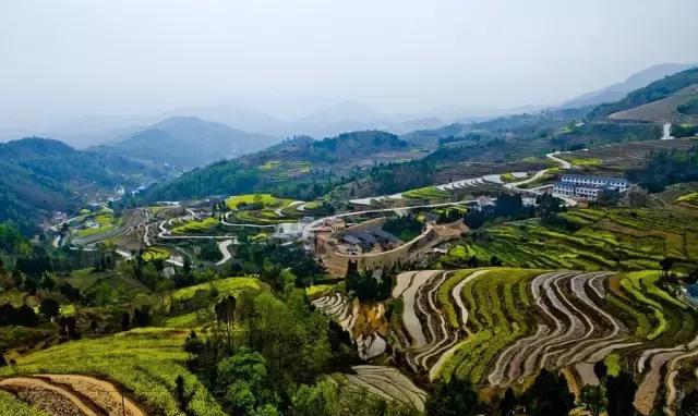 汉中盆地菜花间蝶也飞来