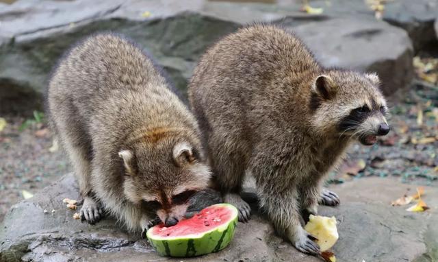 浣熊,小熊猫"巨无霸水果月饼",大象一口一个,胃口真心好!