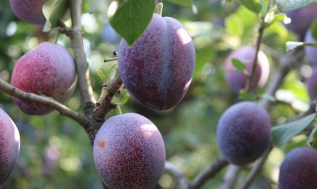 世界上最甜的6种水果,3种来自中国,你吃过哪种?