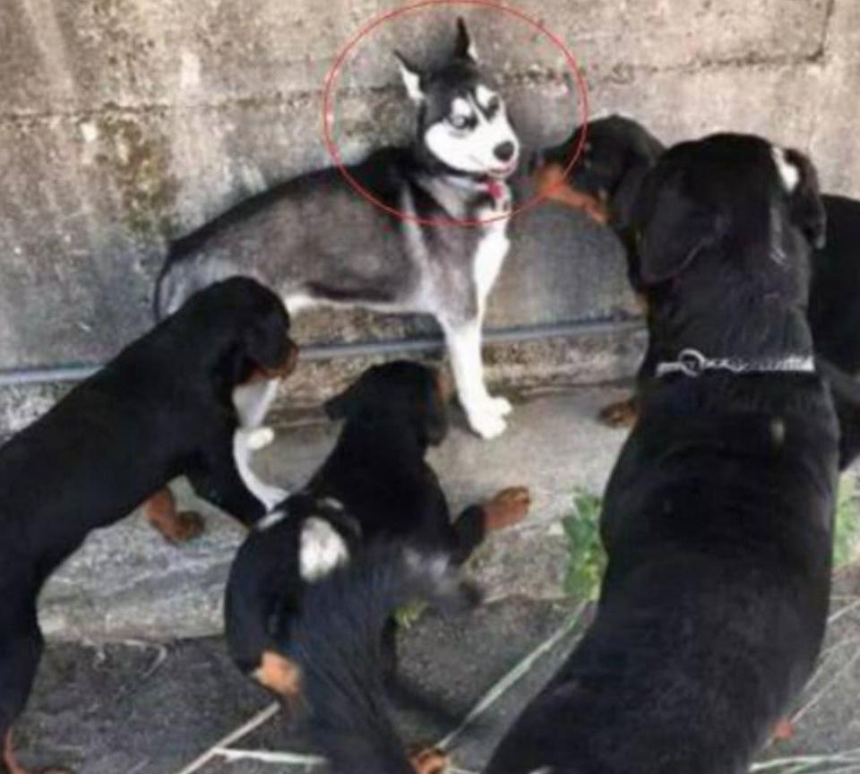 哈士奇欺负狗狗后,被狗狗叫来小伙伴包围,这时二哈反应笑喷网友