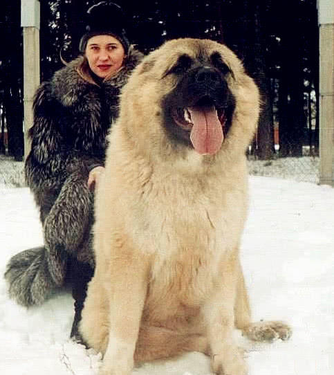 但是对主人的忠诚度非常高,并且最喜欢和主人在一起玩耍,高加索犬和