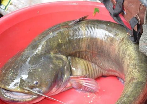 小伙钓上来一条奇怪的鲶鱼,听了村里老人一番话,吓得他赶紧放生